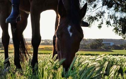 Safeguarding thoroughbred welfare: new rule introduced by Racing Victoria
